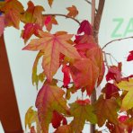 Ambrovník styraxový (Liquidambar styraciflua) - výška 250-300 cm, kont. C10L